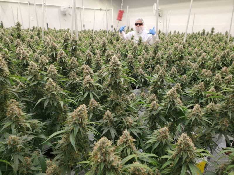 cannabis cultivation image from Brendon Roberts