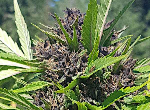 purple cannabis flowers are not always caused by low temperature stress