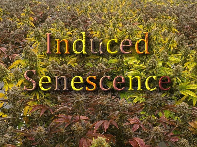 cannabis induced senescence or aging of flowers to remove starch
